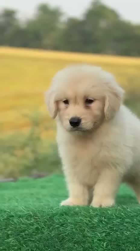 Golden Retriever, farm video