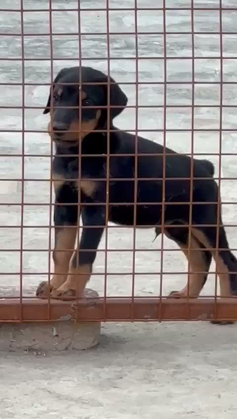 Doberman Pinscher Puppy, farm video