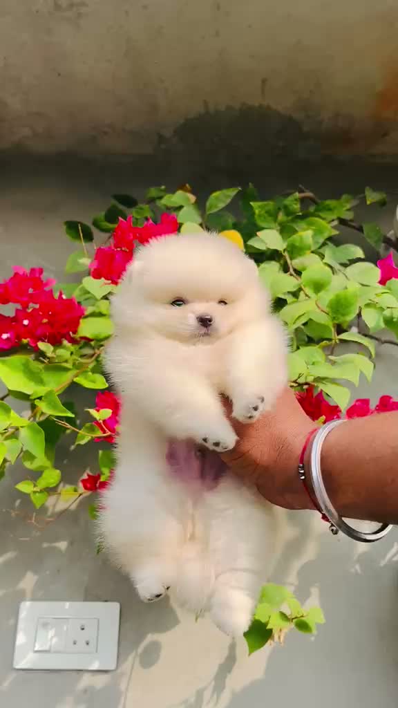 Toy Poodle Puppy, farm video