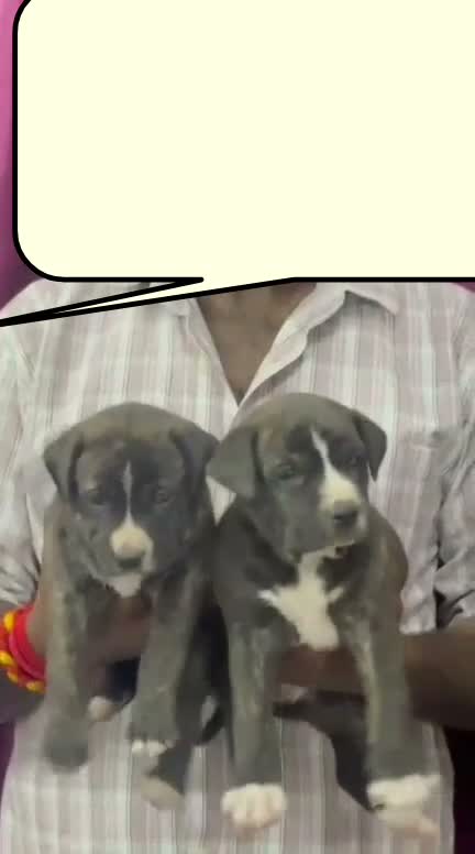 Pitbull Terrier Puppy, farm video