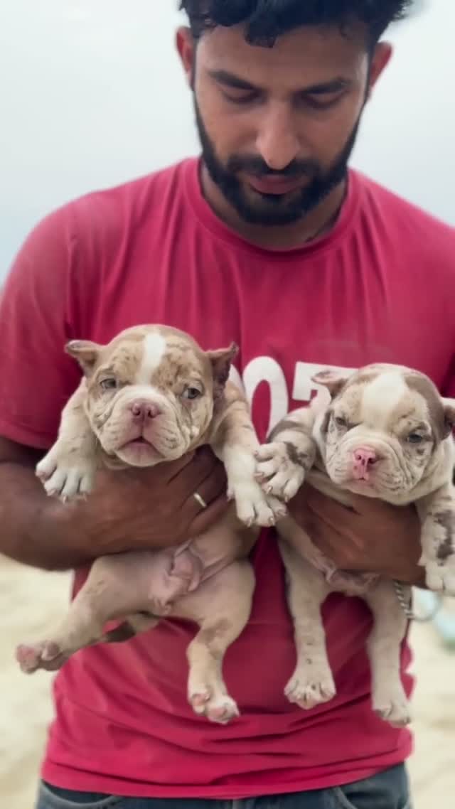 American Bully Pocket Size Puppy, farm video