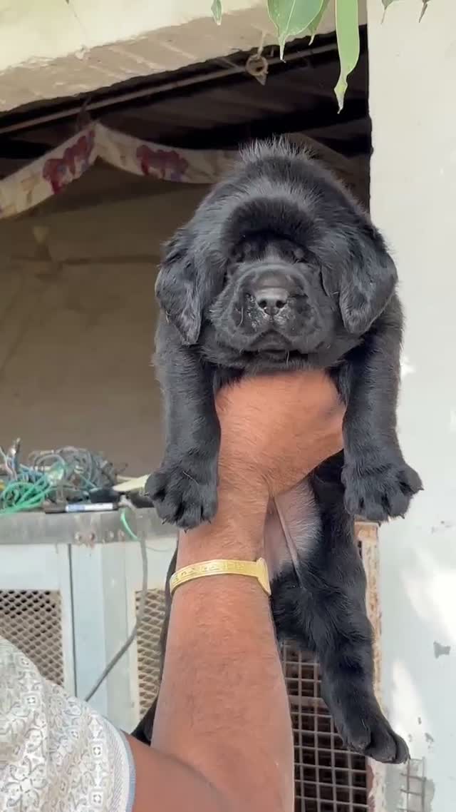 Beagle Black & Tan Puppy, farm video