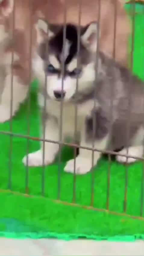 Siberian Husky Puppy | Black & White Color, farm video