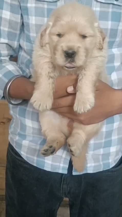 Golden Retriever, farm video