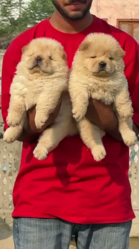 Chow Chow Puppies, farm video