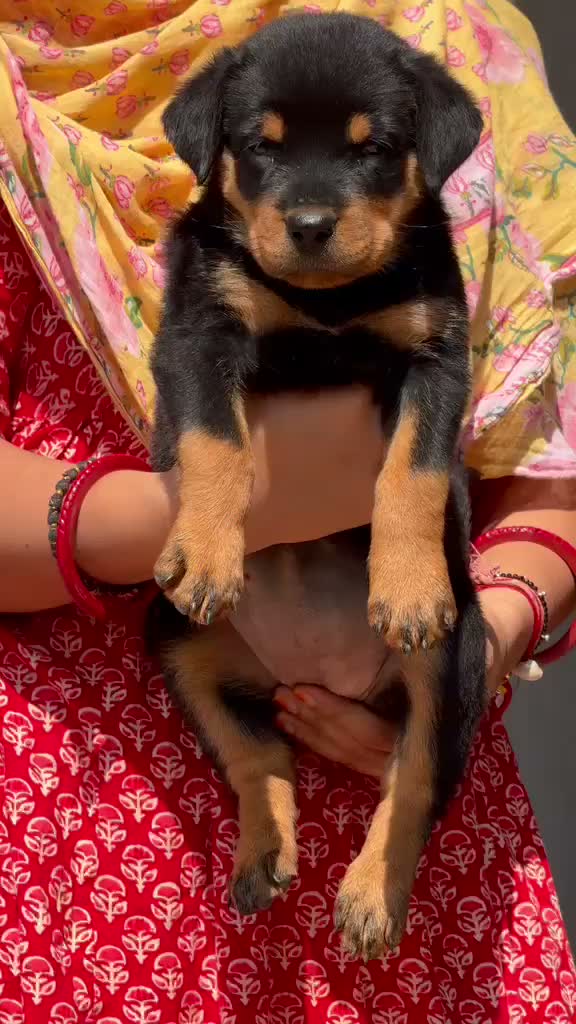 Dachshund Puppy, farm video