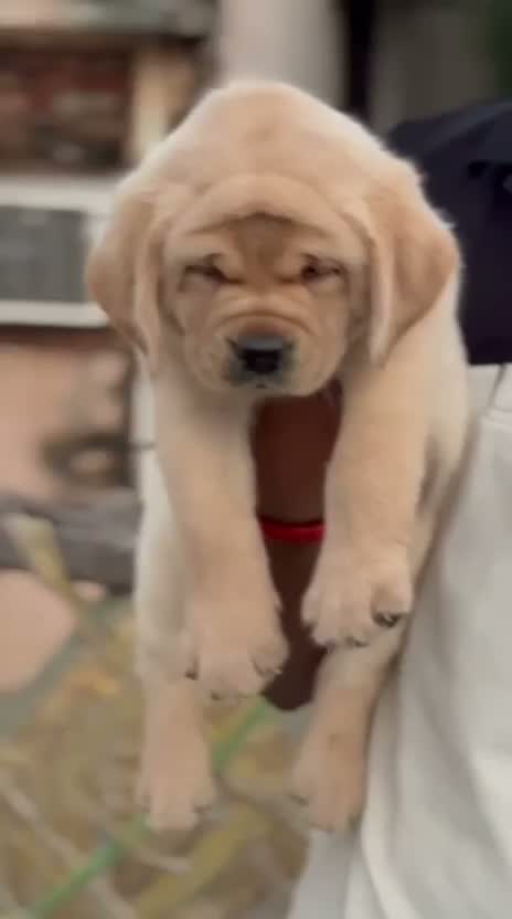Dachshund Puppy, farm video