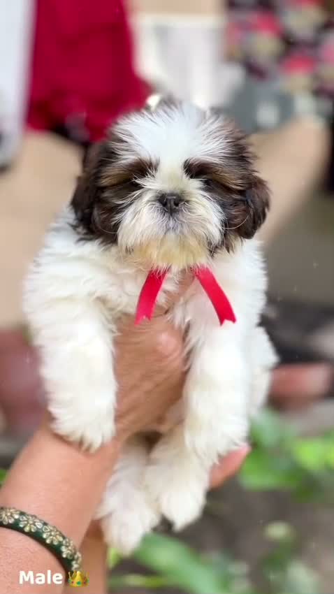 Shih Tzu | Black Color, farm video