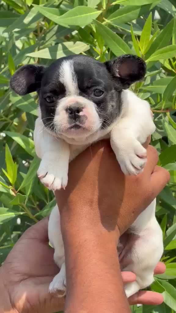 Dachshund Puppy, farm video