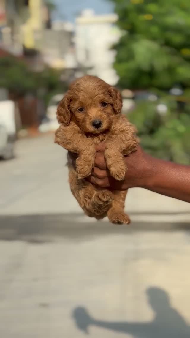 Toy Poodle Puppy, farm video