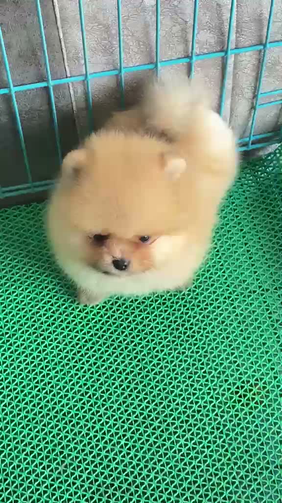 Toy Poodle Puppy, farm video