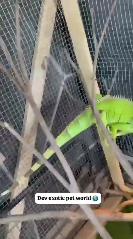 Iguana, farm video
