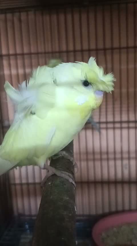 Helicopter Budgies, farm video