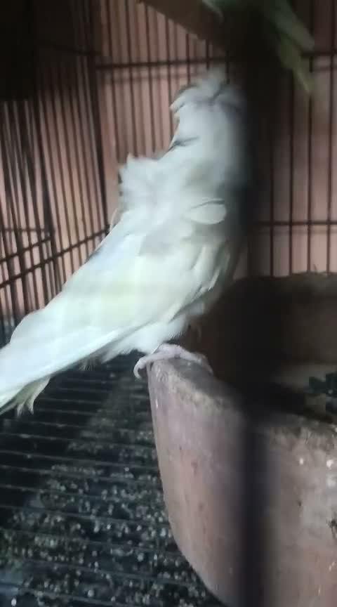 Helicopter Budgies, farm video