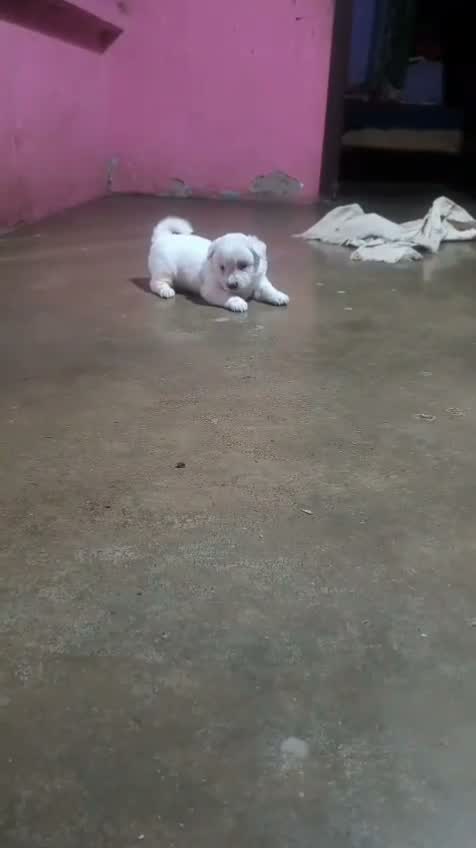 Culture Pom Puppy, farm video