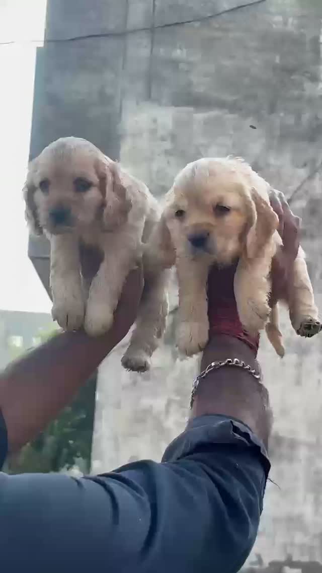 Cocker Spaniel Puppy, farm video