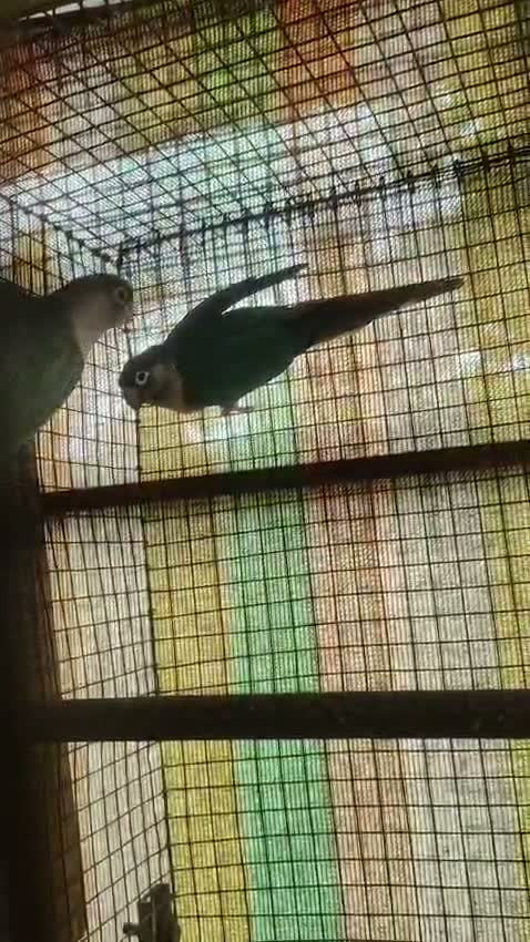 Pineapple Headed Conure, farm video