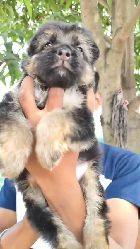 German Shepherd Puppy, farm video