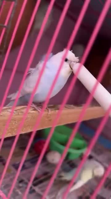 Budgies | Fallow, farm video