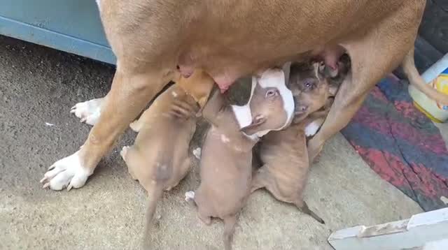 Pitbull Terrier Puppy, farm video