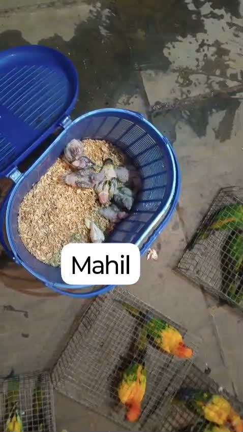 Sun Conure, farm video