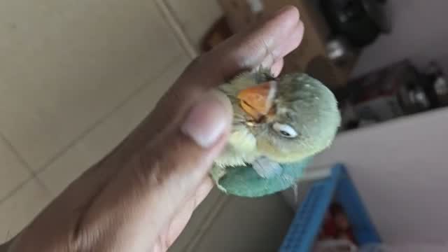 African Love Birds | Lutino, farm video