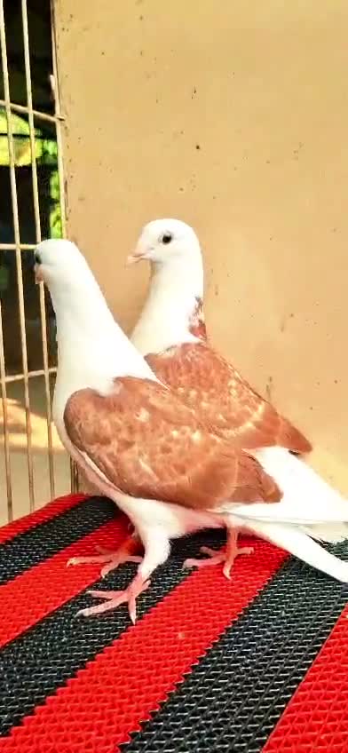 Fantail Pigeon, farm video