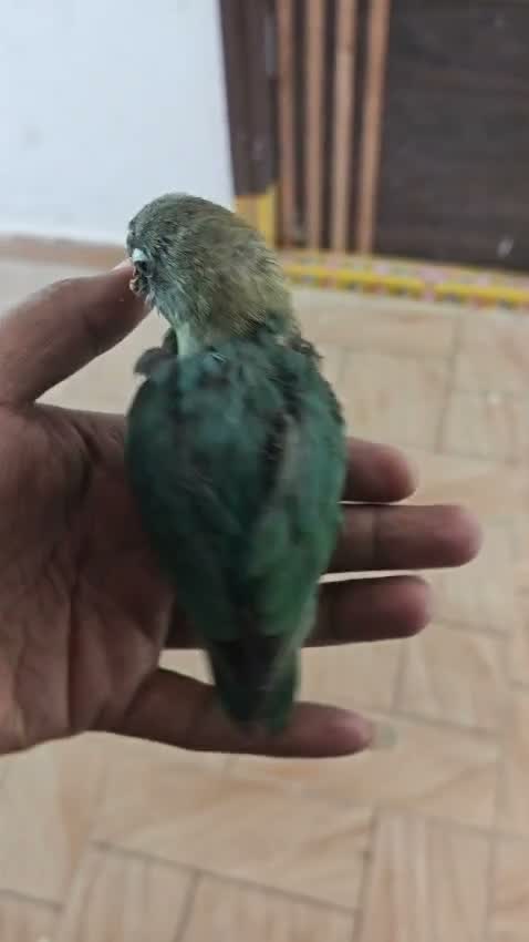 African Love Birds | Lutino, farm video