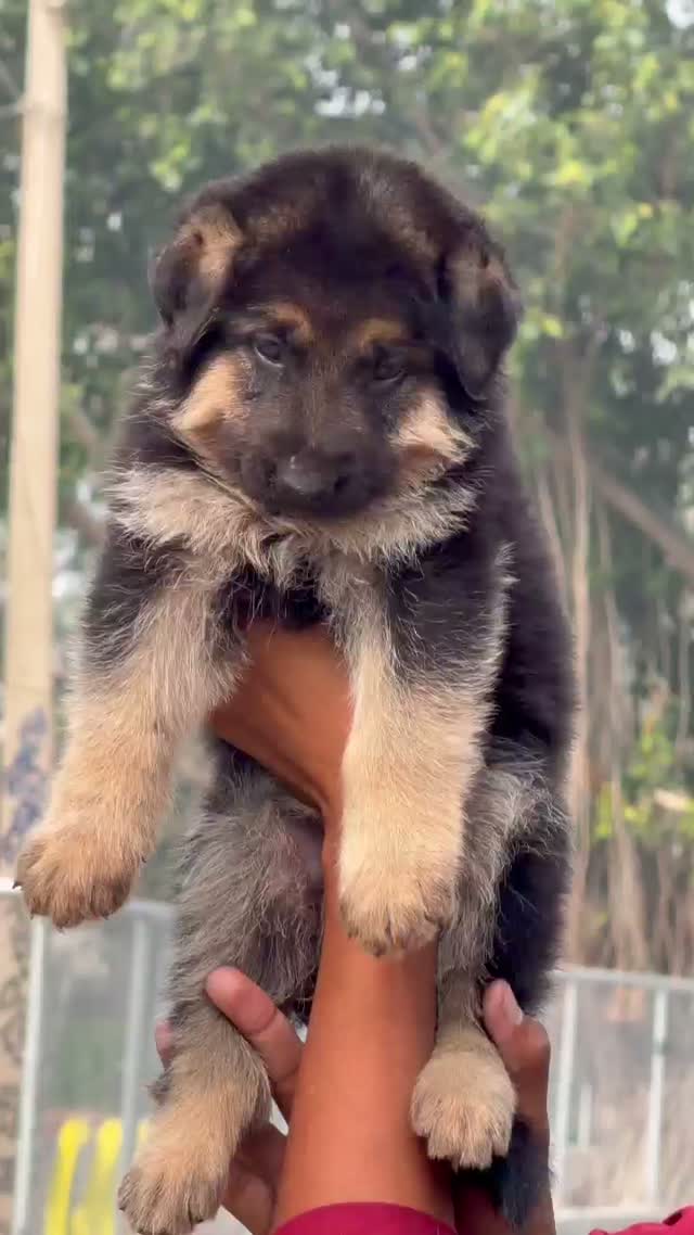 German Shepherd Puppy, farm video
