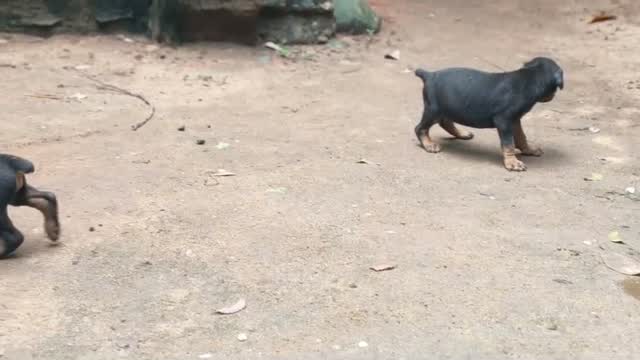 Doberman Pinscher Puppy | Brown & Tan, farm video