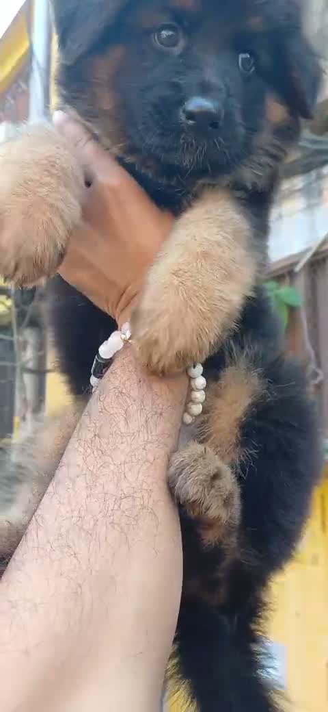 German Shepherd Puppy, farm video