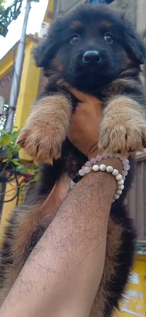 German Shepherd Puppy, farm video