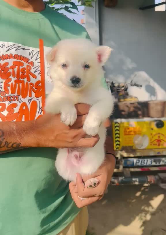 Culture Pom Puppy, farm video