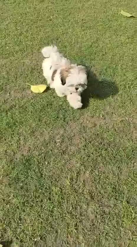 Shih Tzu | Black Color, farm video