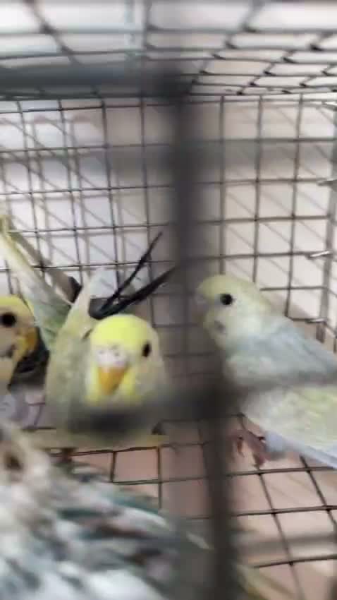 Budgies | Fallow, farm video