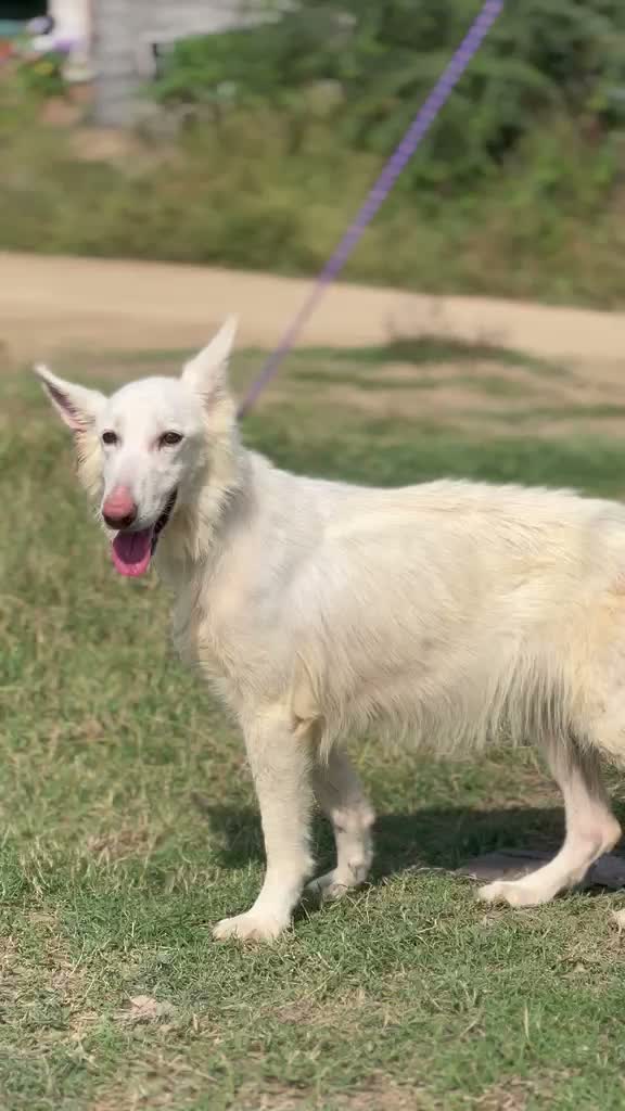 German Shepherd Puppy, farm video
