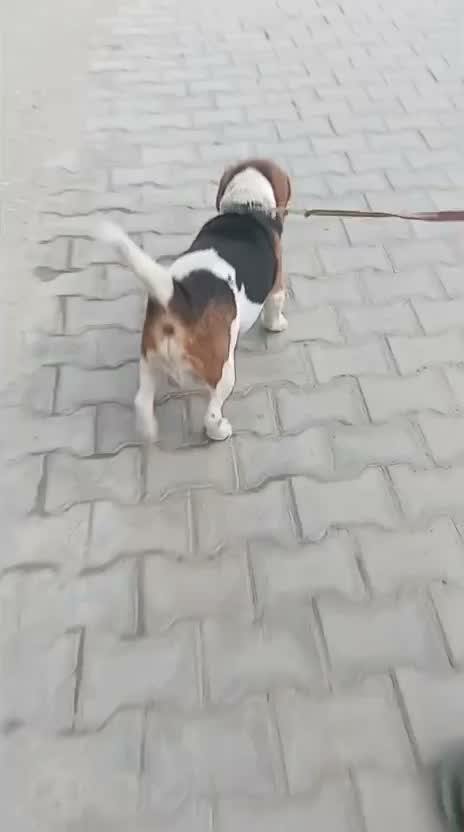 Beagle Black & Tan Puppy, farm video