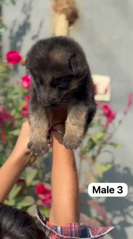 German Shepherd Puppy, farm video