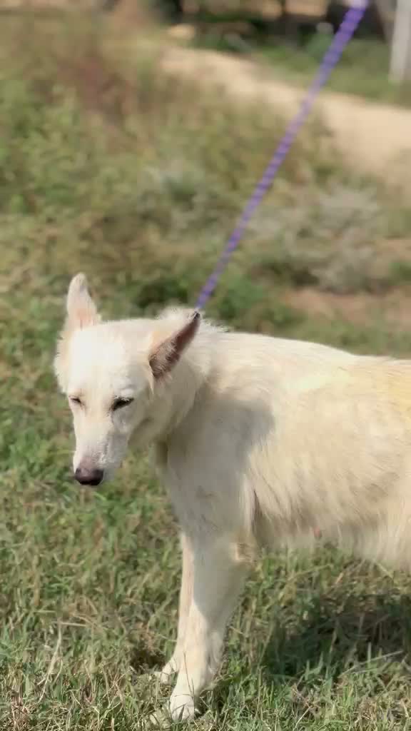 Dachshund Puppy, farm video