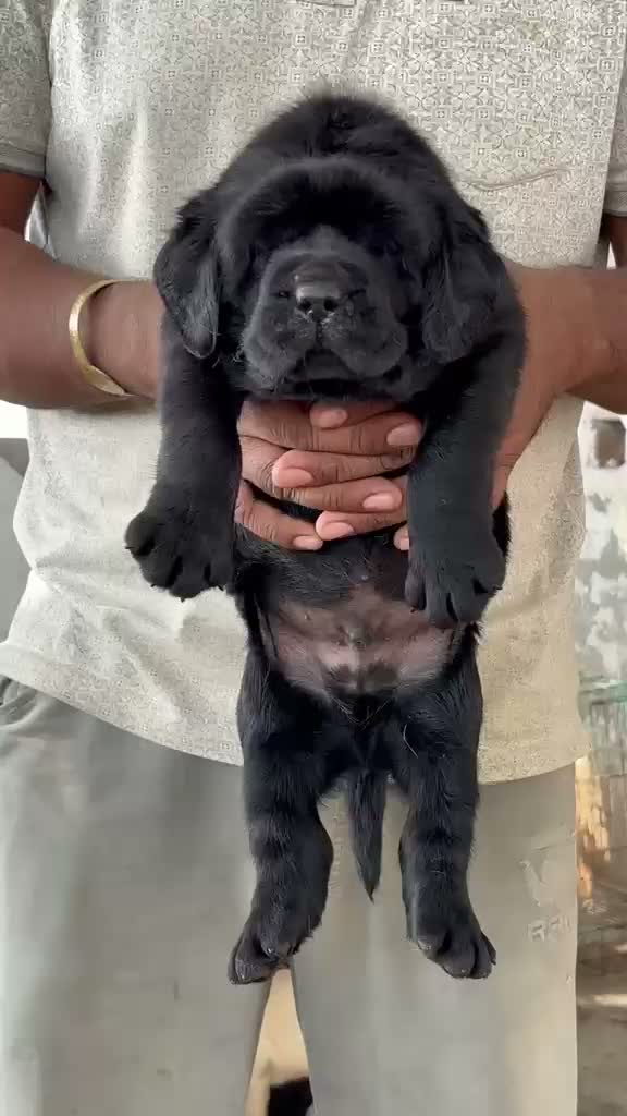 Beagle Black & Tan Puppy, farm video