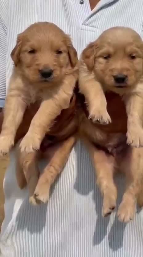 Golden Retriever, farm video