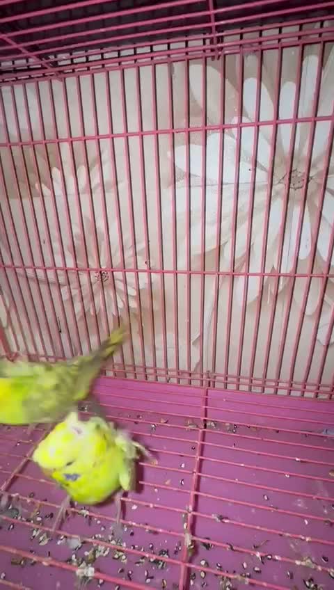 Helicopter Budgies, farm video