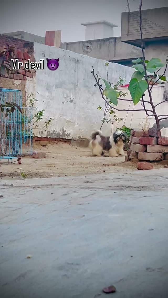 Shih Tzu | Black Color, farm video