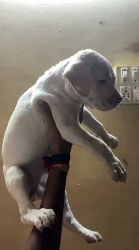 Dogo Argentino Puppy, farm video