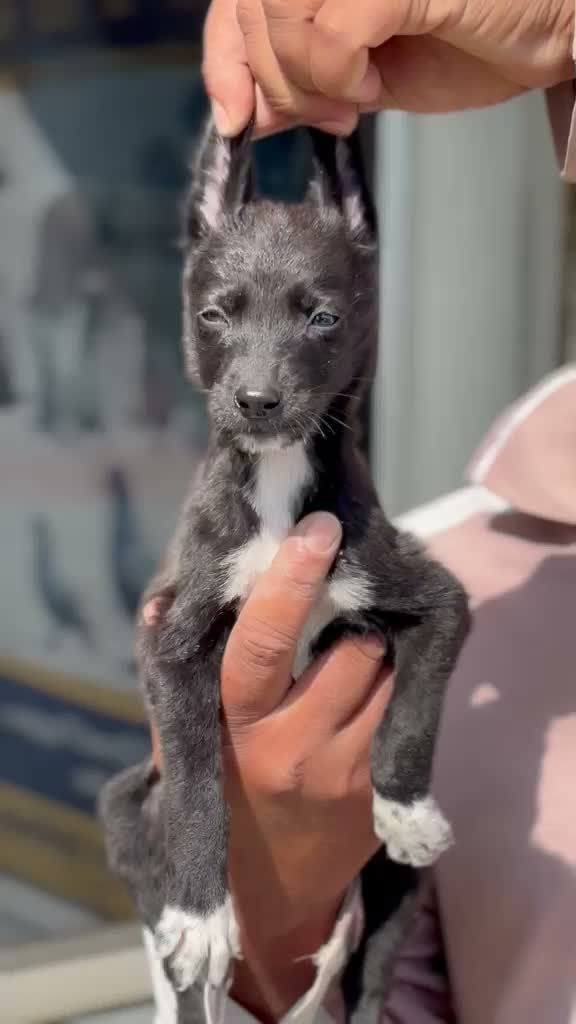 Greyhound Puppy, farm video