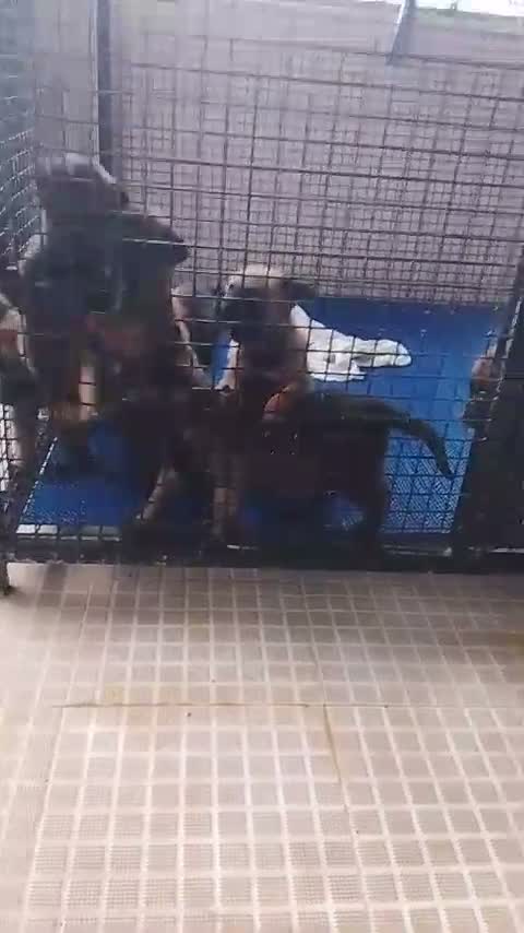 German Shepherd Puppy, farm video