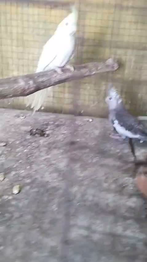 Cockatiel | Pied, farm video
