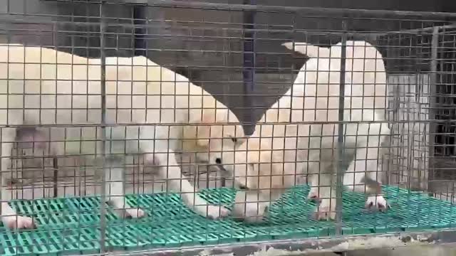 Dachshund Puppy, farm video