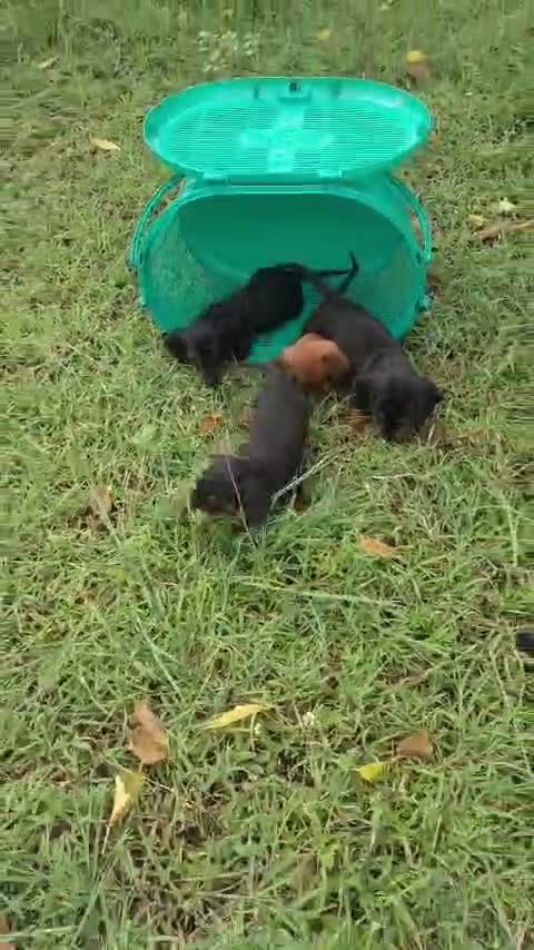 Dachshund Puppy, farm video