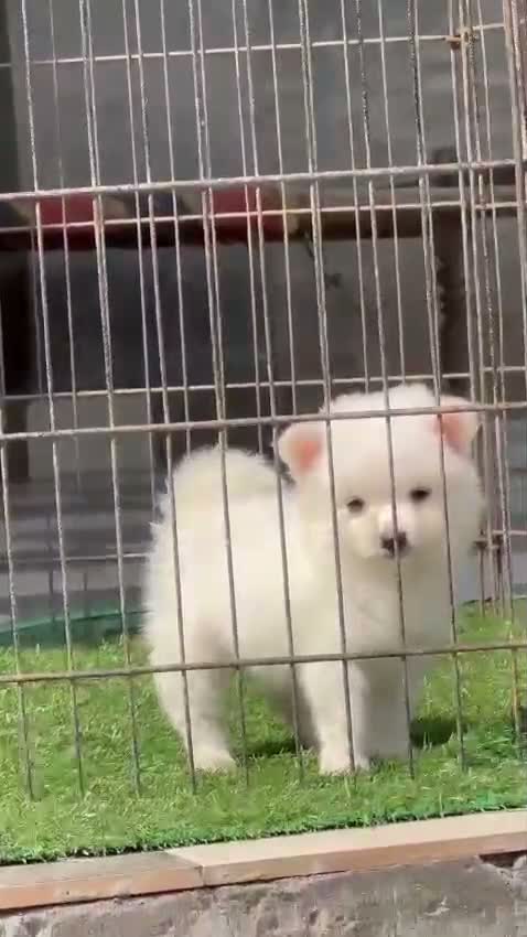 Culture Pom Puppy, farm video